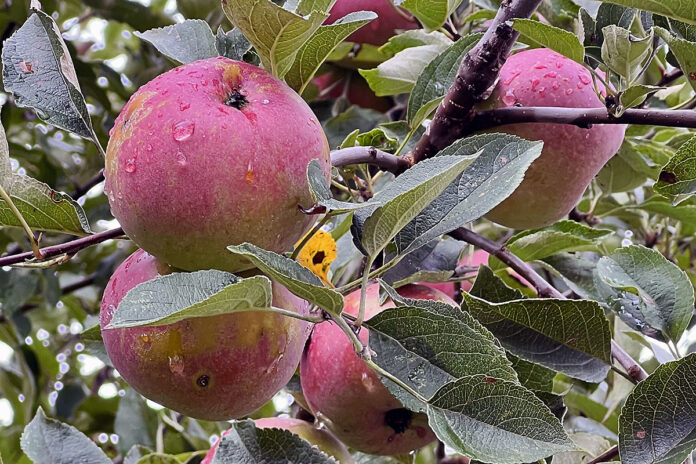 Apples. (Christie Crawford, Clarksville Living Magazine)