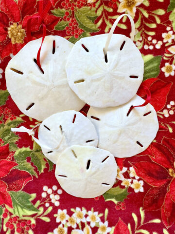 Sand Dollar Decorations
