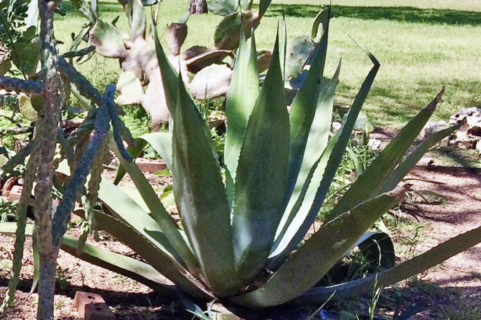 Agave Plant
