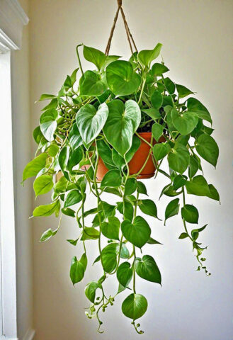 Indoor Plants