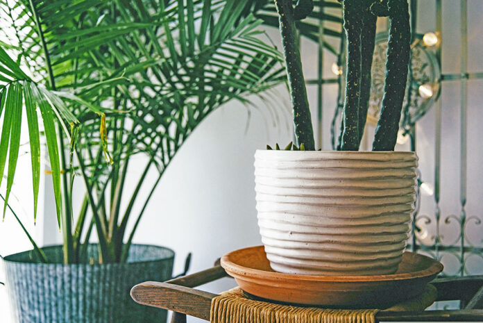 Indoor Plants