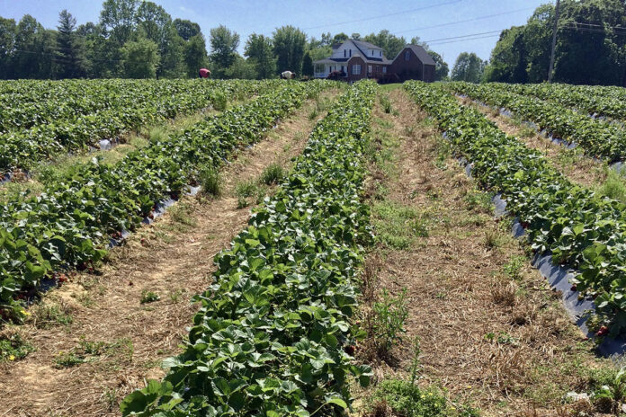 Strawberry Farm