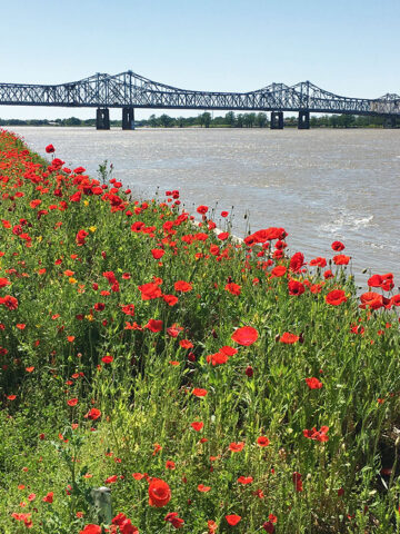 View of Mississippi River, Natchez