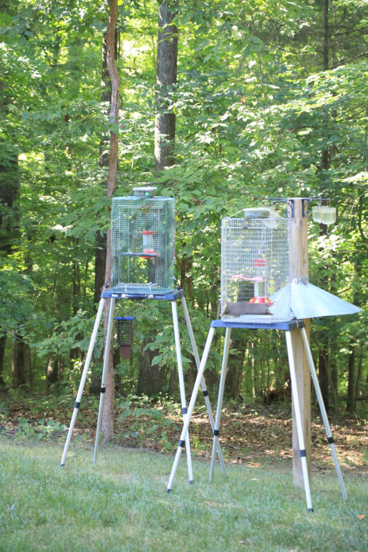 Hummingbird Festival Hummingbird Festival