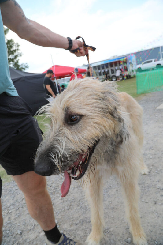 Barktoberfest Barks & Brews Barktoberfest Barks & Brews