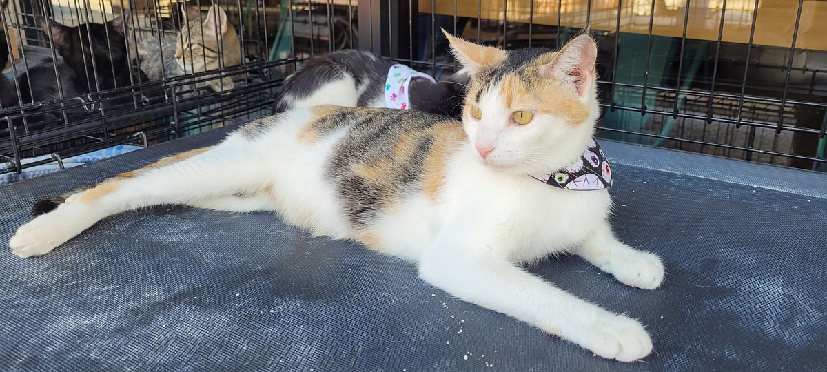 Pearl Ann, a 2-year-old Calico showed up and delivered five kittens, all but one have been adopted Pearl Ann, a 2-year-old Calico showed up and delivered five kittens, all but one have been adopted