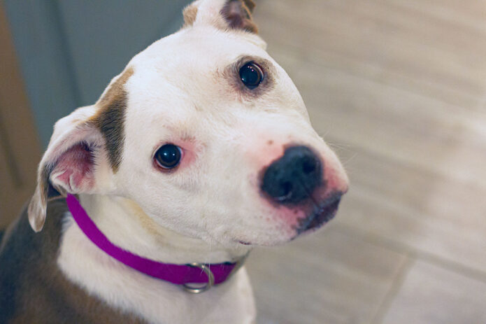 Bella the couple's 15 year-old rescue. (D.C. Thomas)