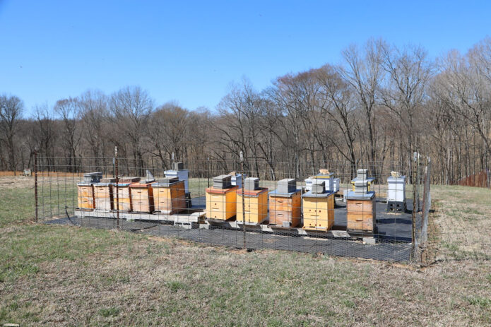 Bee Hives