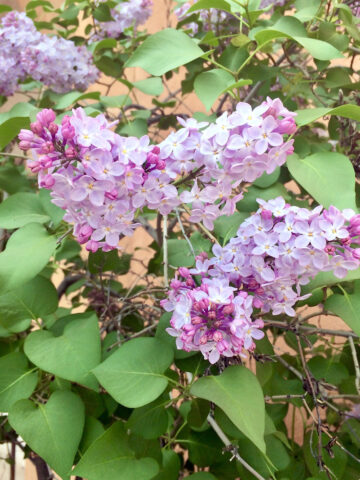 Lilacs in Albuquerque, NM