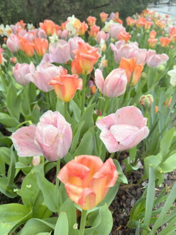 Tulips at Cheekwood Botanical Garden (2)