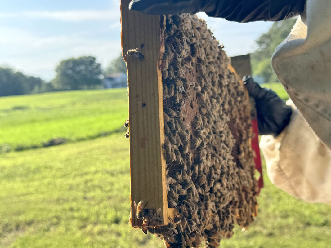Bee Keeping.  (Roger Stewart)