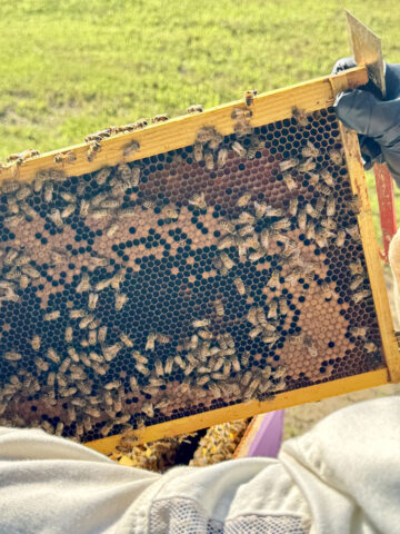 Bee Keeping.  (Roger Stewart)