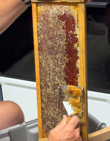 Bee Keeping.  (Roger Stewart)