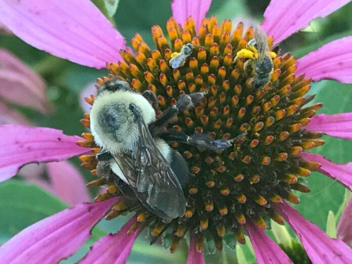 Bees. (Roger Stewart)