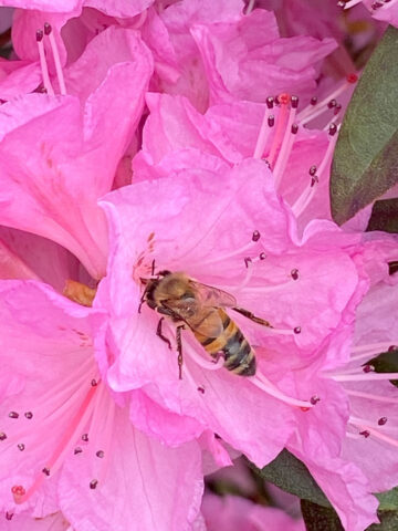Bee Keeping.  (Roger Stewart)
