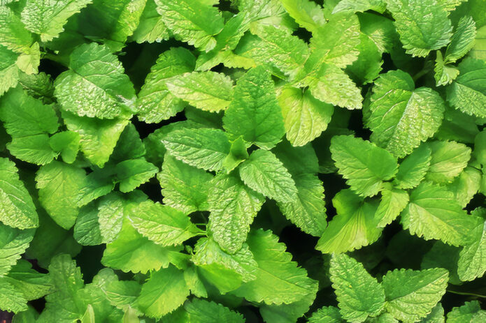 Peppermint Plant