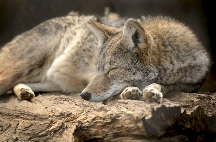 Coyote, (Tom Wood, TWRA)