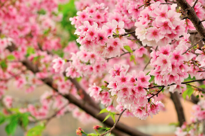 Cherry Blossoms