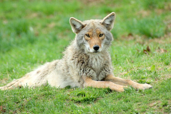 Coyote