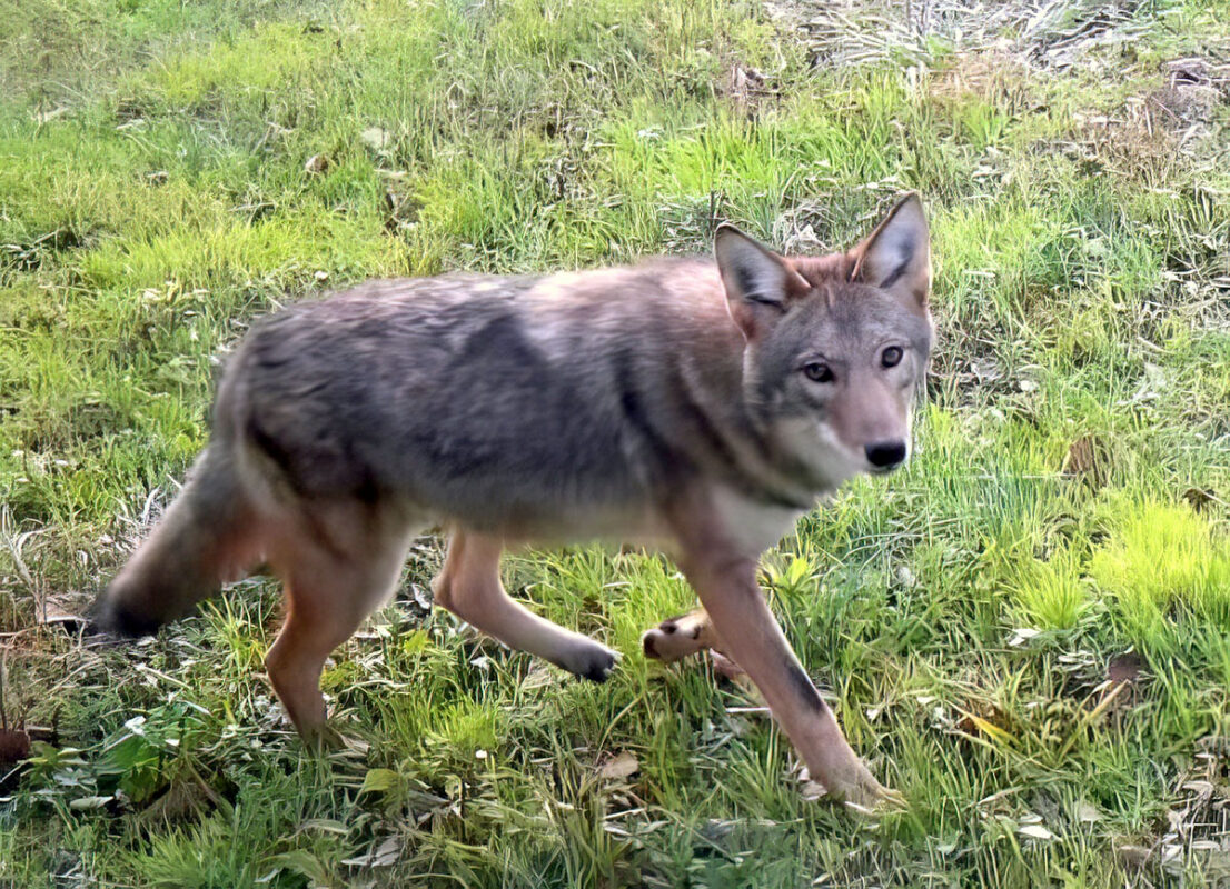 Coyote. (Dave Woodward)