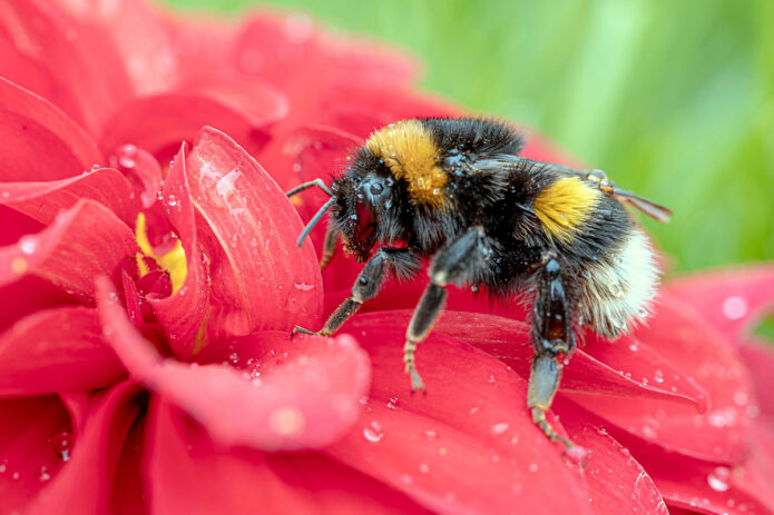 Bumblebee