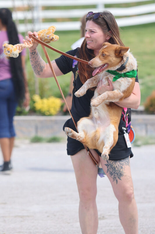 Corgi Races on Mother's Day at Oak Grove Racing