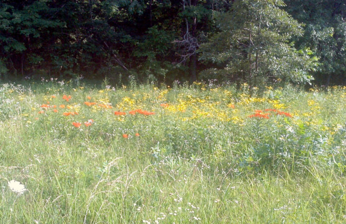 Tickseed Sunflower and Butterfly Milkweed make an attractive native meadow